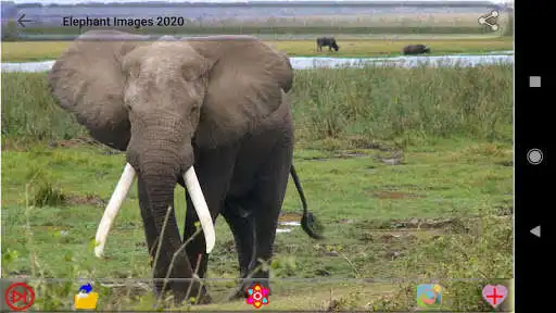 Play Elephant Images as an online game Elephant Images with UptoPlay