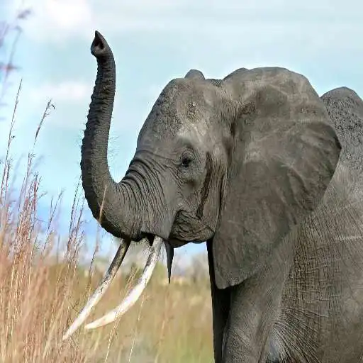 Play Elephant Ringtones APK