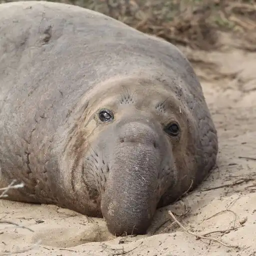 Play Elephant Seal Wallpaper APK
