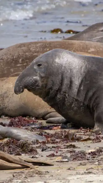 Play Elephant Seal Wallpaper and enjoy Elephant Seal Wallpaper with UptoPlay Play Elephant Seal Wallpaper and enjoy Elephant Seal Wallpaper with UptoPlay