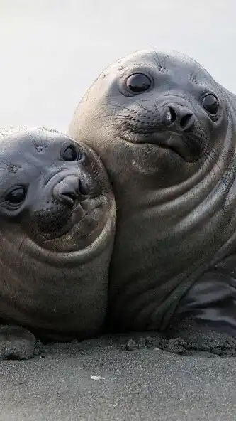 Play Elephant Seal Wallpaper as an online game online Elephant Seal Wallpaper with UptoPlay Play Elephant Seal Wallpaper as an online game Elephant Seal Wallpaper with UptoPlay