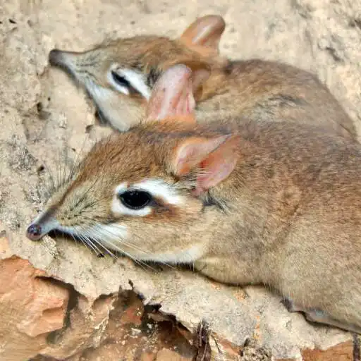 Play Elephant Shrew Wallpaper APK