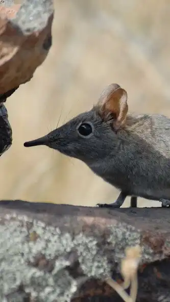 Play Elephant Shrew Wallpaper  and enjoy Elephant Shrew Wallpaper with UptoPlay