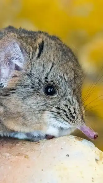 Play Elephant Shrew Wallpaper as an online game Elephant Shrew Wallpaper with UptoPlay