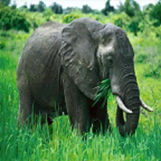 Play Elephant Sound APK Play Elephant Sound APK