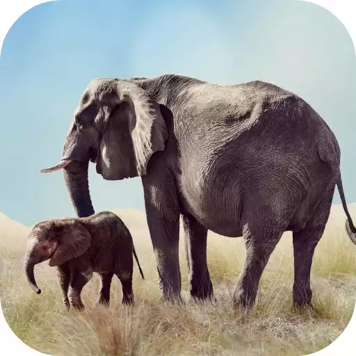 Play Elephant Sounds APK Play Elephant Sounds APK