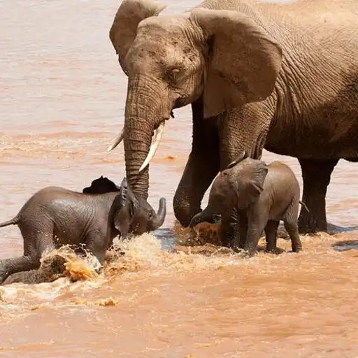 Play Elephants Wallpapers HD APK Play Elephants Wallpapers HD APK