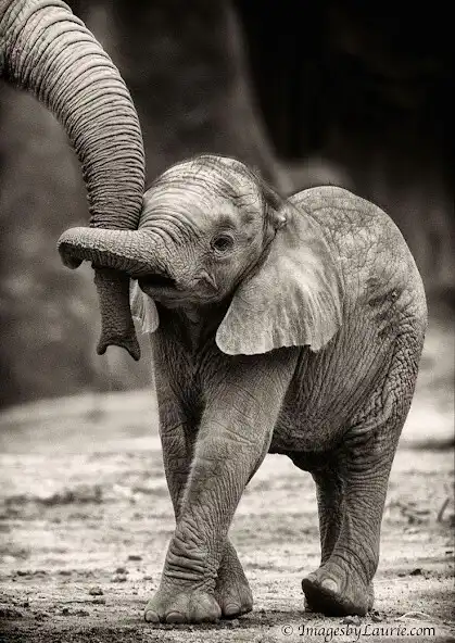 Play Elephants Wallpapers HD  and enjoy Elephants Wallpapers HD with UptoPlay