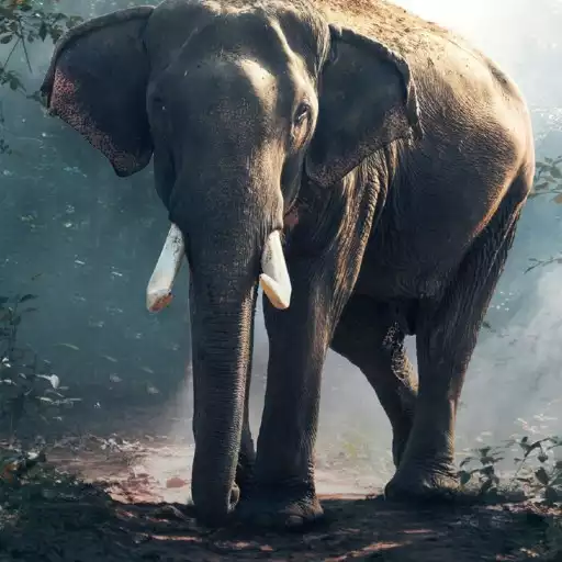 Play Elephant Wallpaper APK