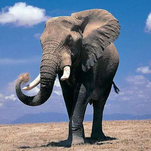 Free play online Elephant Wallpapers HD APK