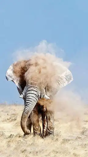 Play Elephant Wallpapers HD