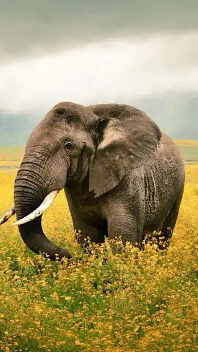 Play Elephant Wallpapers HD