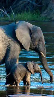 Play Elephant Wallpapers HD