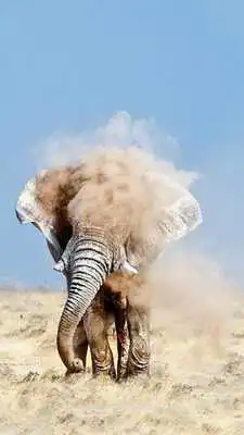 Play Elephant Wallpapers HD