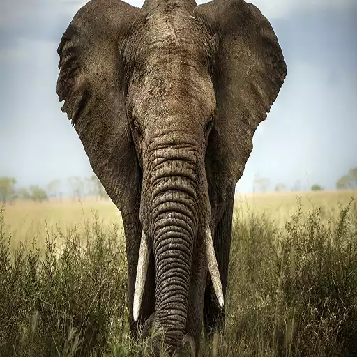 Run free android online Elephant Wallpapers APK Run free android online Elephant Wallpapers APK