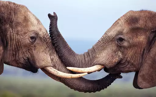 Play Elephant Wallpapers
