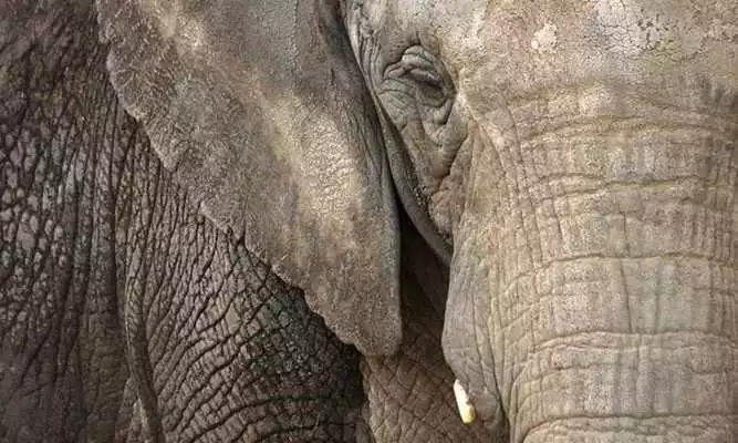 Play Elephant Wallpapers