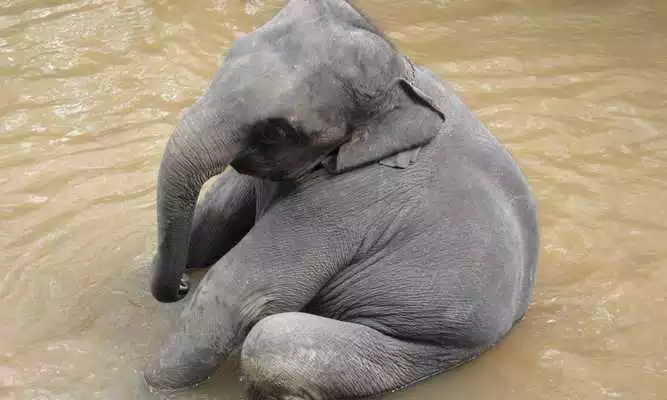 Play Elephant Wallpapers