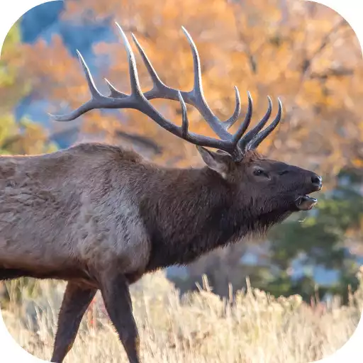 Free play online Elk Sounds APK