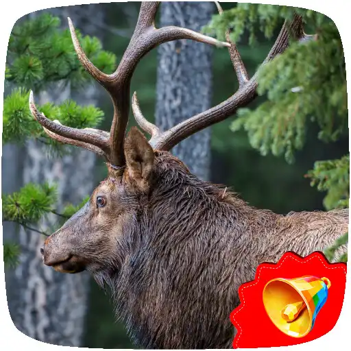 Play Elk Sounds APK Play Elk Sounds APK