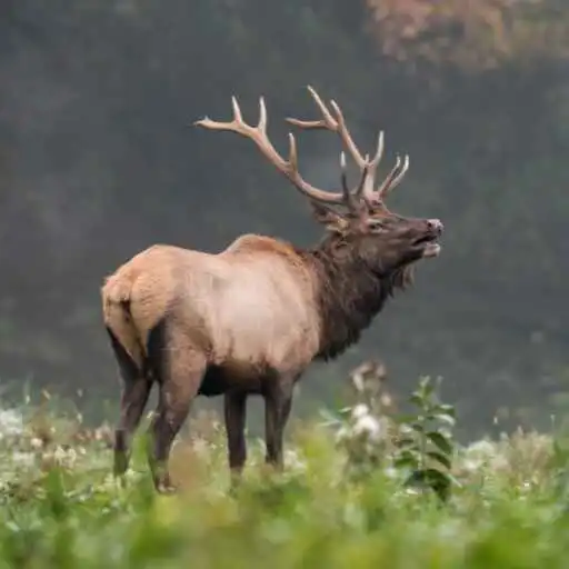 Play Elk Wallpaper APK