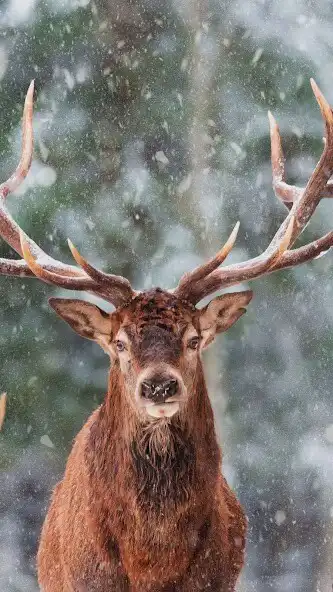 Play Elk Wallpaper  and enjoy Elk Wallpaper with UptoPlay