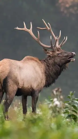 Play Elk Wallpaper as an online game Elk Wallpaper with UptoPlay