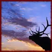 Free play online Elk wallpapers APK Free play online Elk wallpapers APK