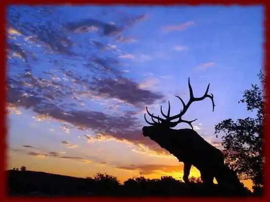 Play Elk wallpapers