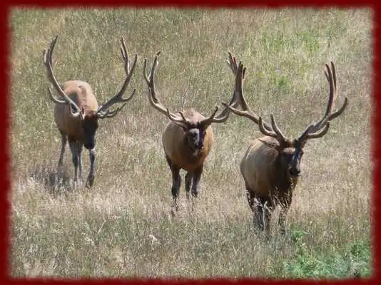 Play Elk wallpapers