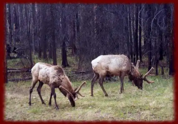 Play Elk wallpapers