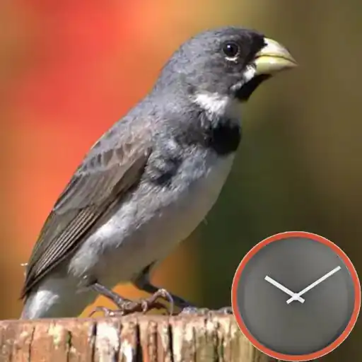 Play Encarte de Coleiro APK