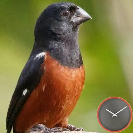 Play Encarte de Curió APK