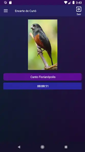 Play Encarte de Curió as an online game Encarte de Curió with UptoPlay