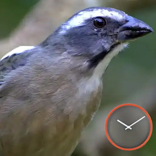 Play Encarte de Trinca Ferro APK