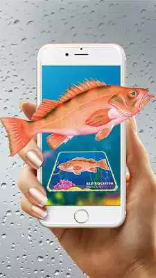 Play Enchanted Gallery-Fish 4D Play Enchanted Gallery-Fish 4D