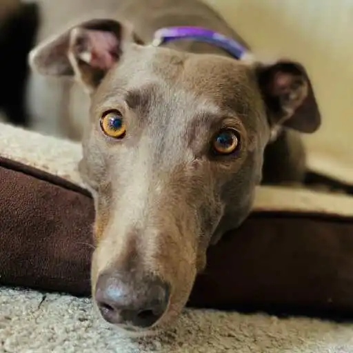 Play English Greyhound Wallpaper APK