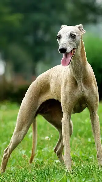 Play English Greyhound Wallpaper and enjoy English Greyhound Wallpaper with UptoPlay Play English Greyhound Wallpaper and enjoy English Greyhound Wallpaper with UptoPlay