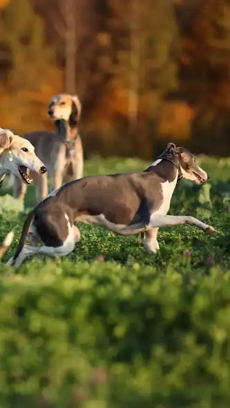 Play English Greyhound Wallpaper as an online game online English Greyhound Wallpaper with UptoPlay Play English Greyhound Wallpaper as an online game English Greyhound Wallpaper with UptoPlay