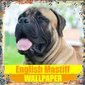 Free play online English Mastiff Dog Wallpaper APK