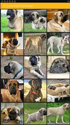 Play English Mastiff Dog Wallpaper