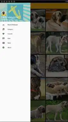 Play English Mastiff Dog Wallpaper