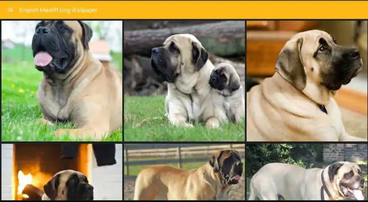 Play English Mastiff Dog Wallpaper