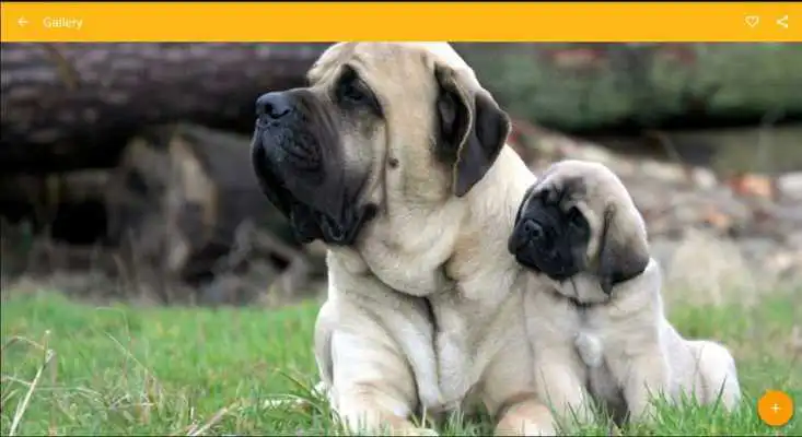 Play English Mastiff Dog Wallpaper