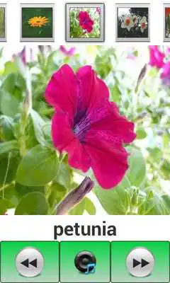 Play English Picture Dictionary 14 Play English Picture Dictionary 14