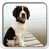 Free play online English Springer Spaniel Theme APK