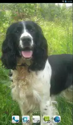 Play English Springer Spaniel Theme
