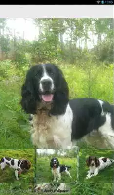 Play English Springer Spaniel Theme