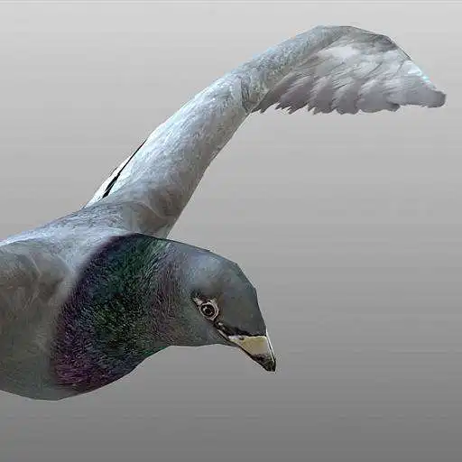 Play Entrainement de pigeons APK Play Entrainement de pigeons APK