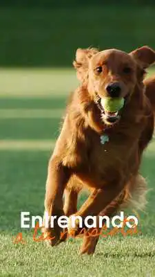 Play Entrenamiento Canino